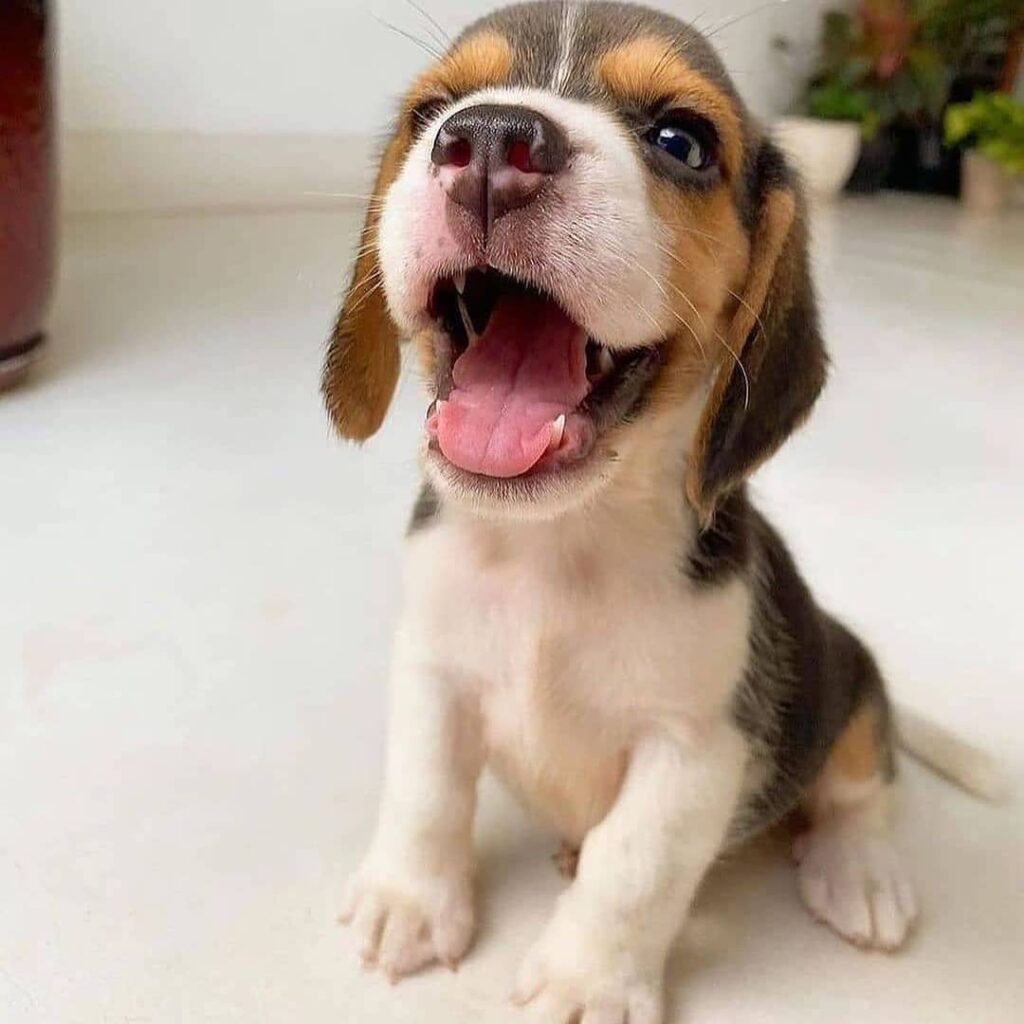 Beagle puppies for sale ready soon