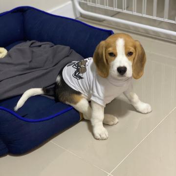 Beagle puppies for sale ready now