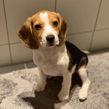 Beagle puppies for sale ready now