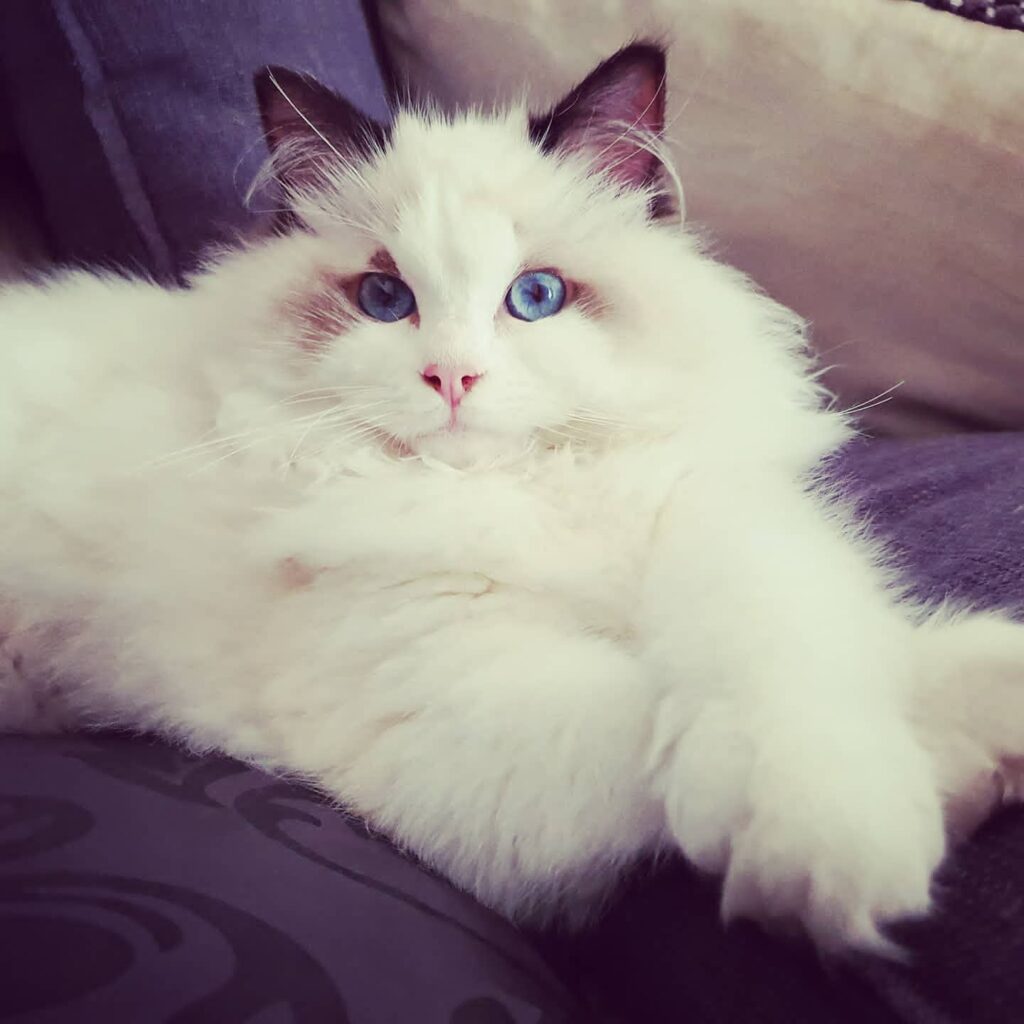 Finding Ragdoll Kittens for Sale in the USA