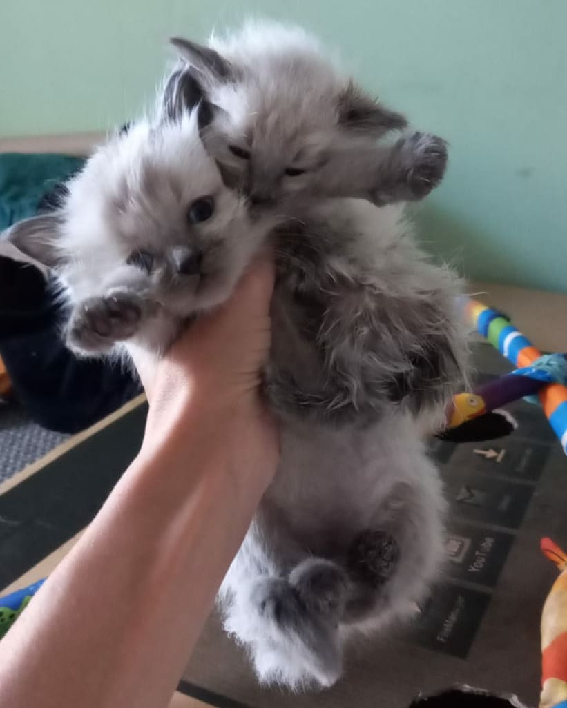 Ragdoll kittens for adoption USA