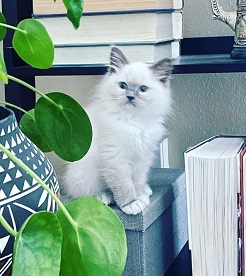 Ragdoll kittens for adoption