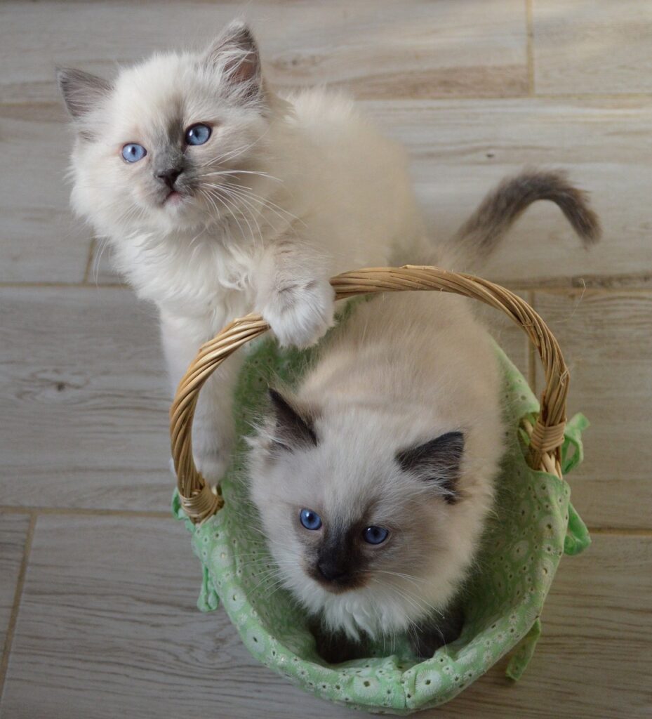 Finding Ragdoll Kittens for Sale in the USA