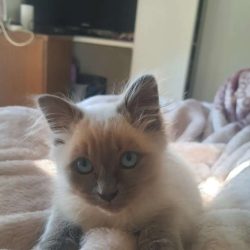 Ragdoll kittens for adoption Kentucky