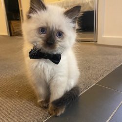 Ragdoll Kitten for sale