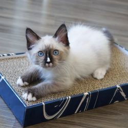 Male ragdoll kitten for adoption